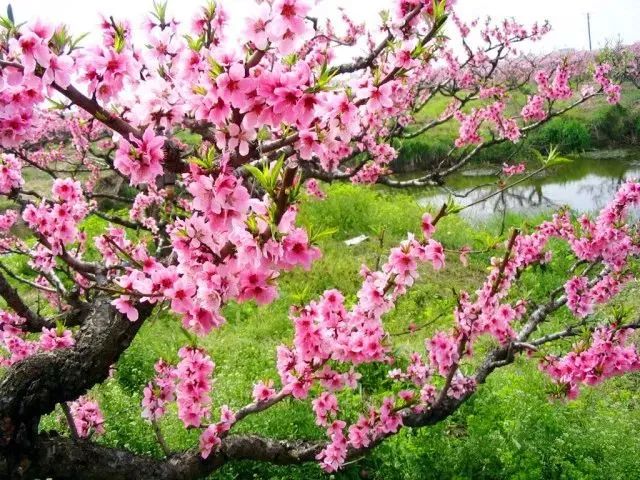 桃花朵朵迎春开
